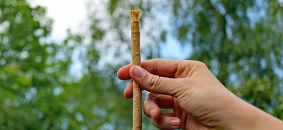 Miswak - världens äldsta tandborste