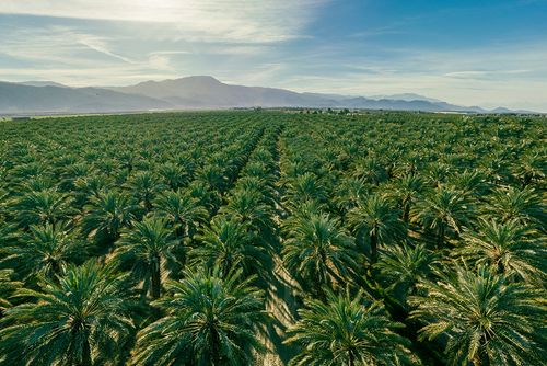 Palmöl - der große Killer
