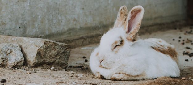 What Is The Difference Between Cruelty-Free & Vegan Cosmetics ?