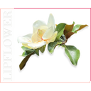 Shaoyun Lip Flower Nr. 181 - Magnolija - 3,60 g
