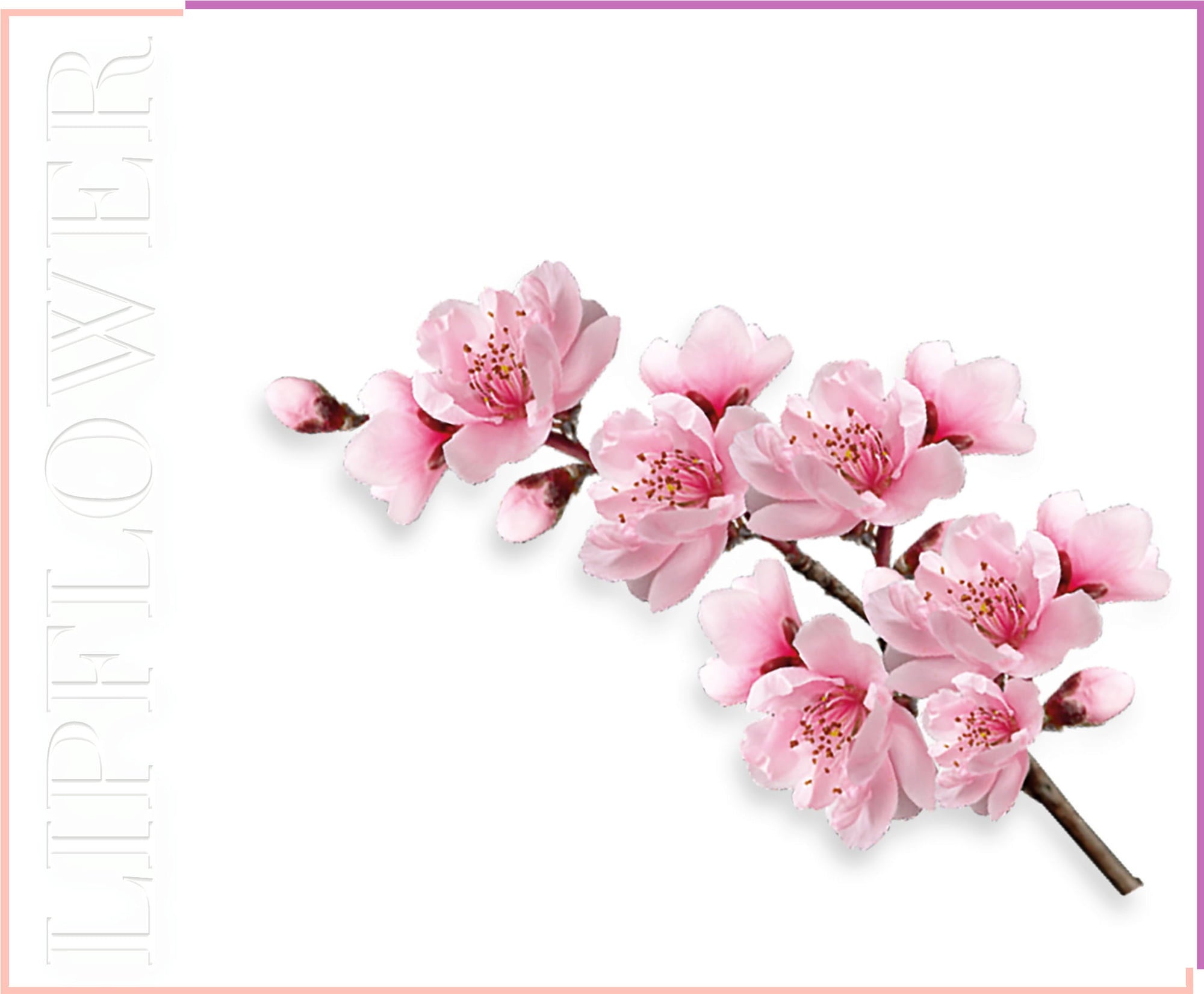 Shaoyun Lip Flower Barackvirág Nr. 182 - 3,60 g