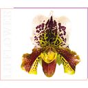 Shaoyun Lip Flower Nr. 183 - Orhideja - 3,60 g