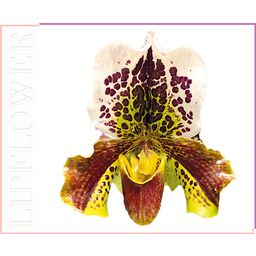 Shaoyun Lip Flower Orchid No. 183 - 3,60 g
