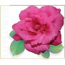 Shaoyun Lip Flower Nr. 186 - růže - 3,60 g