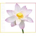 Shaoyun Lip Flower Lotusbloem Nr. 193 - 3,60 g