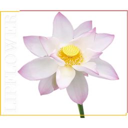 Shaoyun Lip Flower kwiat lotosu - nr 193 - 3,60 g
