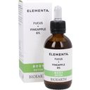 bioearth ELEMENTA BODY DETOX Fucus + Ananas 6% - 50 ml