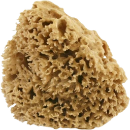 Cose della Natura Honeycomb natursvamp - Medium, 8-10 g