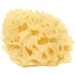 Cose della Natura Bleached Honeycomb Sea Sponge
