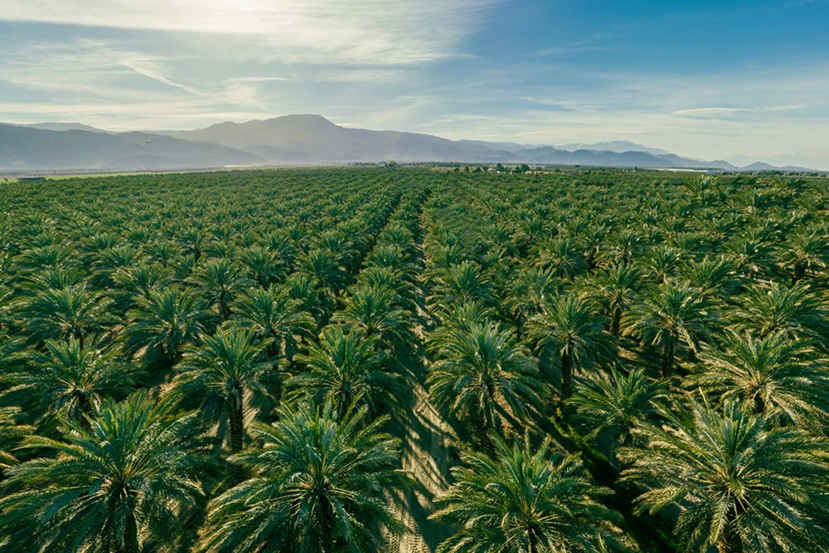 Olio di palma - un killer?