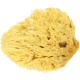 Koutouzis Natural Sea Sponges Natural Honeycomb Sponge