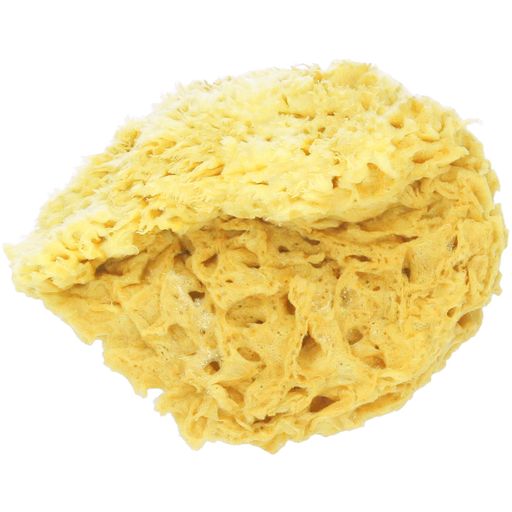 Koutouzis Natural Sea Sponges Natursvamp "Honeycomb" - L