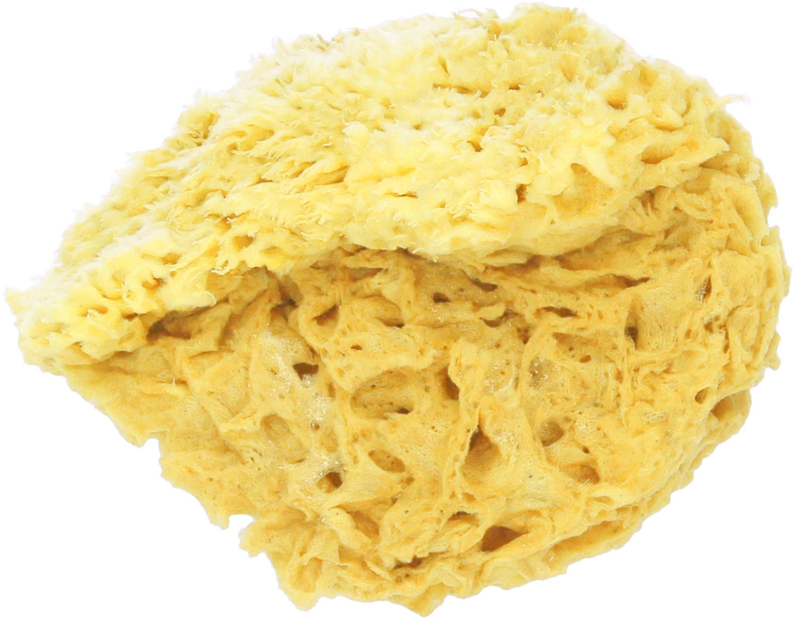 Koutouzis Natural Sea Sponges Spugna Naturale Honeycomb