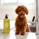 Furry Friends 2-in-1 Shampoo & Conditioner - Lavender - 473 ml