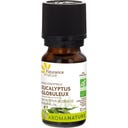 Organic Eucalyptus Globulus Essential Oil - 10 мл