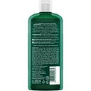 LOGONA Color Protect Shampoo - 250 ml