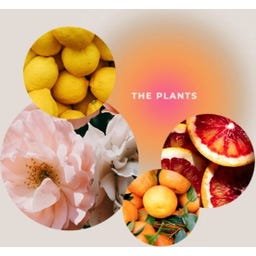 Dusjgel 'Seelendusche Pflanzenwelt' - The Plants - 200 ml