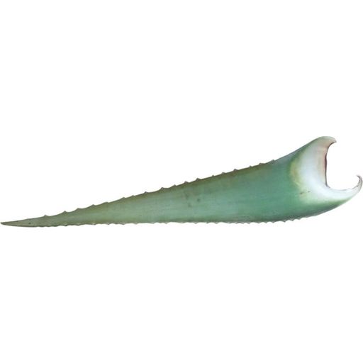 Feuille d'Aloe Vera "Barbadensis Miller" - Entre 370-400 g environ