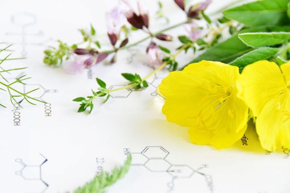 The Potent Skincare Properties of Evening Primrose for Mature Skin 