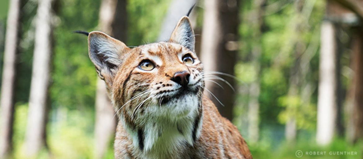 SANTE & WWF - gemeinsam für den Schutz des Luchses