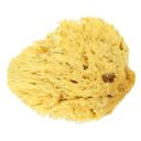 Koutouzis Natural Sea Sponges Spugna Naturale Honeycomb - S